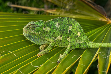 Beautiful  Green chameleon  sitting on flower in a summer garden