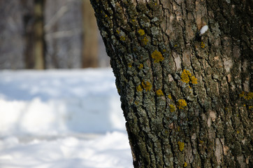 Fototapeta premium bark of a tree