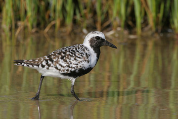 Black-bellied Plover, Pluvialis squatarola, walking on the mud flats of Fort De Soto State park.