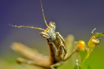 Close up of pair of Beautiful European mantis ( Mantis religiosa )