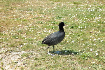 coot