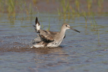 Sandpiper bathing in the shallows of Fort De Soto State Park, Florida.