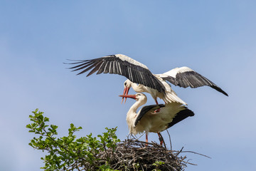 Weißstörche bei der Paarung 18