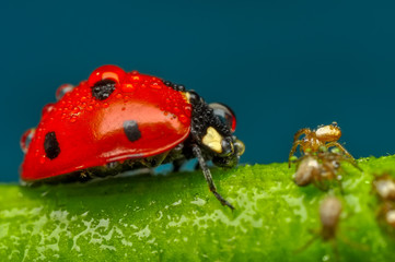 Beautiful ladybug and spiders  on leaf defocused background