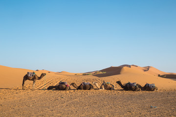 Camellos descansando en el desierto