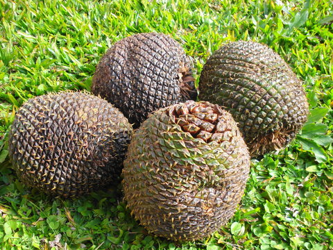 Pinha de Pinh&atilde;o