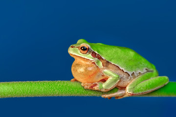 Beautiful Europaean Tree frog Hyla arborea - Stock Image