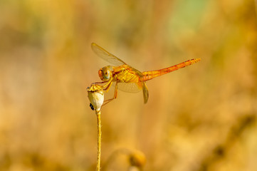 Macro shots, Beautiful nature scene dragonfly. 
