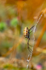 Beautiful spider on a spider web- Stock Image     