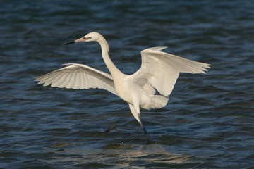 White phase Reddish Egret, Egretta rufescens, hunting for prey in the shallows of Fort De Soto State Park, Florida.
