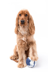 12 Month Golden Cocker Spaniel Photo Shoot