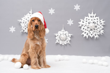 12 Month Golden Cocker Spaniel Photo Shoot