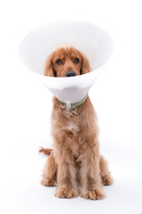 12 Month Golden Cocker Spaniel Photo Shoot - Wearing a vets cone