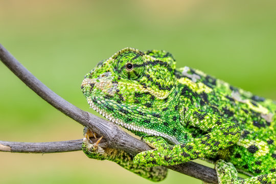 Beautiful  Green chameleon  sitting on flower in a summer garden