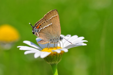 Fototapeta na wymiar Closeup beautiful butterflies sitting on flower
