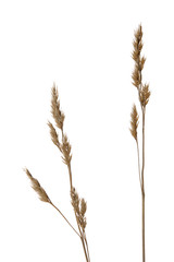 Dried grasses isolated on white background.