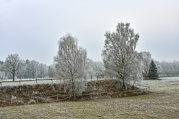 Winter Frost gefroren Bäume weiß Birken Acker schlicht weiß