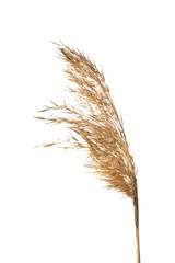 Common reed (Phragmites australis) seed heads isolated on white background. - obrazy, fototapety, plakaty