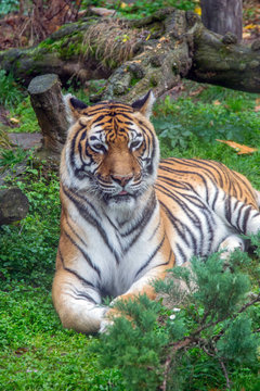 Scenes from the zoo garden. Beautiful Bengal tiger lying on the grass.