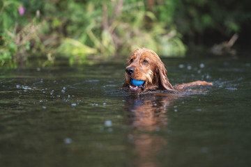 15 Month Old Cocker Spaniel Playing in River