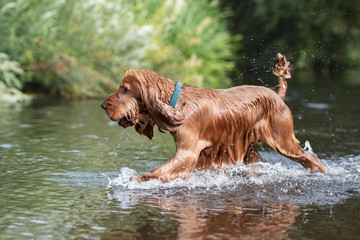 15 Month Old Cocker Spaniel Playing in River