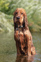 15 Month Old Cocker Spaniel Playing in River