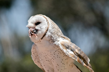 a barn owl eating a black rat