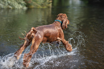 15 Month Old Cocker Spaniel Playing in River