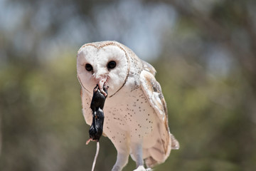 a barn owl eating a black rat