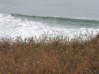 Coastal grasses on the Sea Ranch coast in N. California
