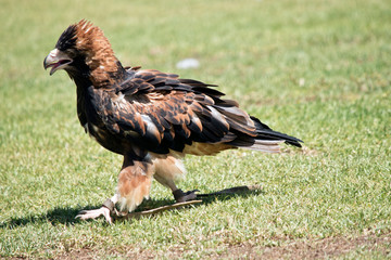 black breasted buzzard walking  on the grass