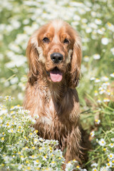 Cocker Spaniel Summer Walk