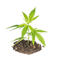 Hemp leaves white background Cannabis plant