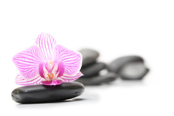 Fototapeta na wymiar spa, orchidée