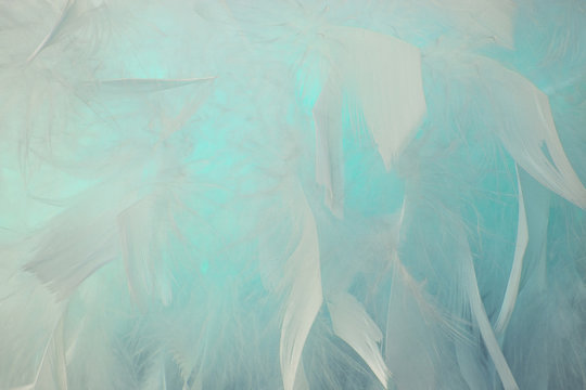 Fototapeta Abstract blue teal tone feathers background. Fluffy feather fashion design vintage bohemian style pastel texture.