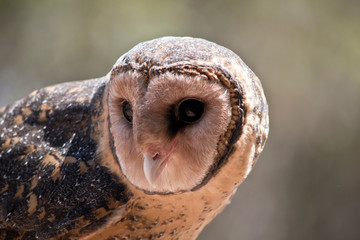 a close up ofa lesser sooty owl