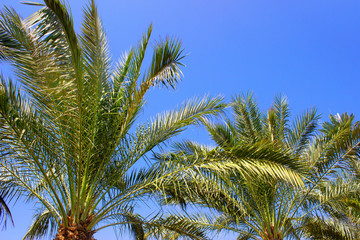 Palms leaves over blue sunny sky