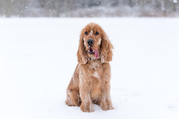 Cocker Spaniel playing in the snow in the winter