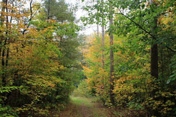 Fototapeta na wymiar Fall in forest