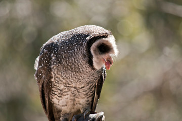 a close up of a masked owl eating