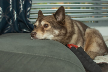 portrait of young pomsky pet dog looking around while resting on a couch