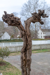 Gnarled old tree