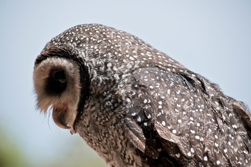 a side view of a masked owl