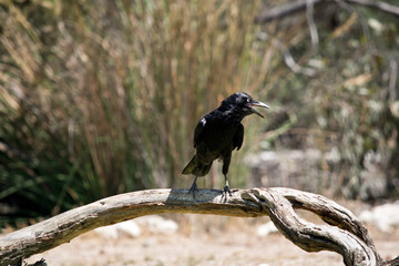 an Australian raven on a branch