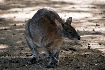 red necked pademelon