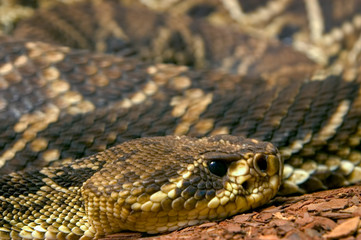 Eastern Diamondback Rattlesnake