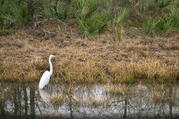 egret