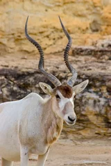  Addax © Camille Lamoureux