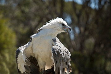 a sea eagle with feathers ruffled in the breeze