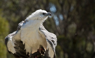 a sea eagle with feathers ruffled in the breeze